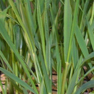 13C Wheat-leaf/stem, root, straw