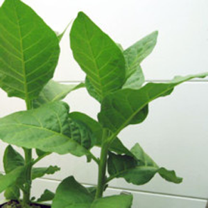 13C Tobacco leaf/stem