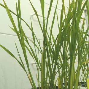 13C Rice leaf/stem, root, straw