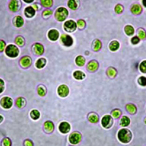 13C Chlorella